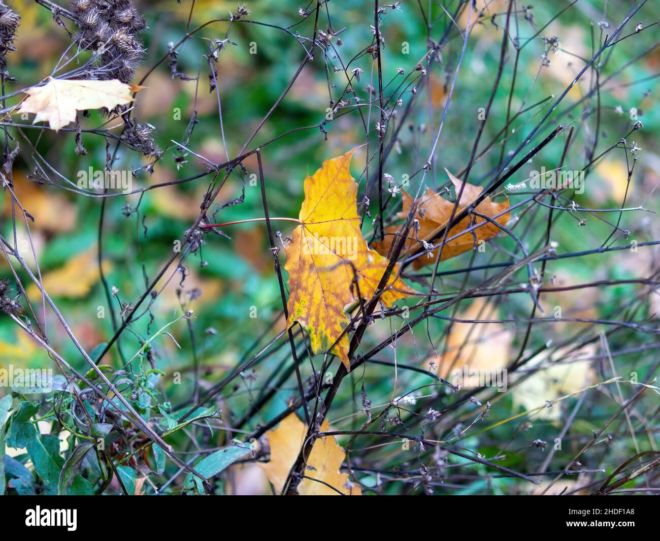 yellow maple leaves in the forest, in autumn Stock Photo