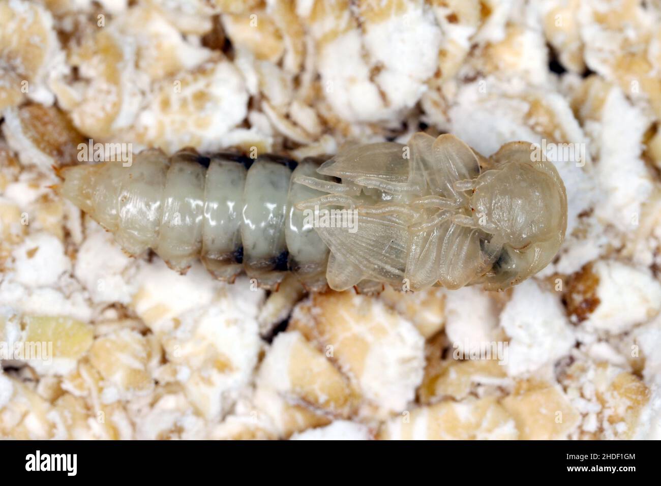 Pupa of mealworm beetle Tenebrio molitor, a species of darkling beetle