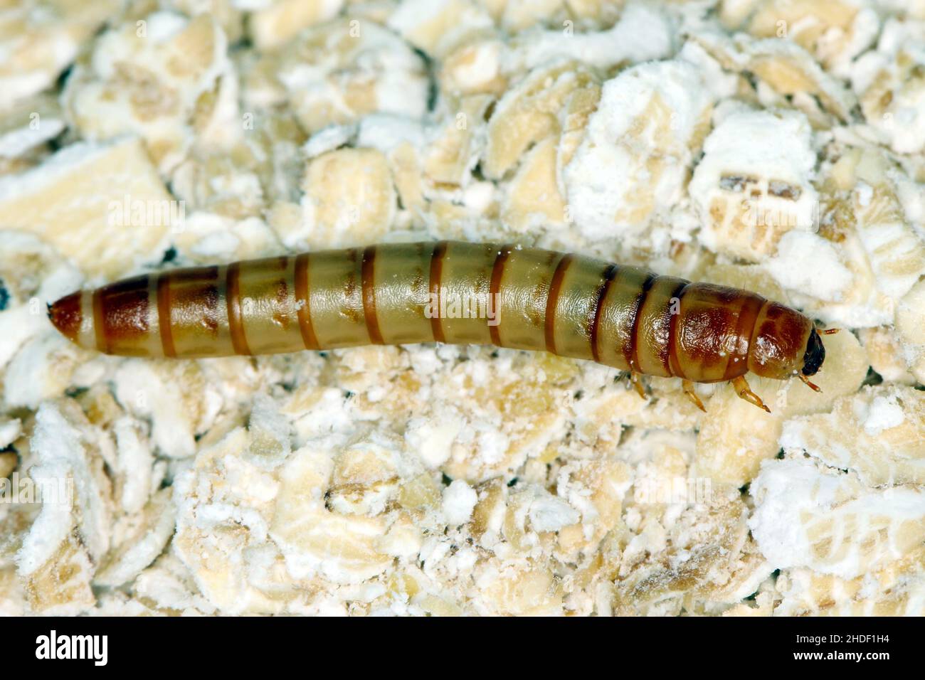 Mealworms are the larval form of the mealworm beetle, Tenebrio molitor ...
