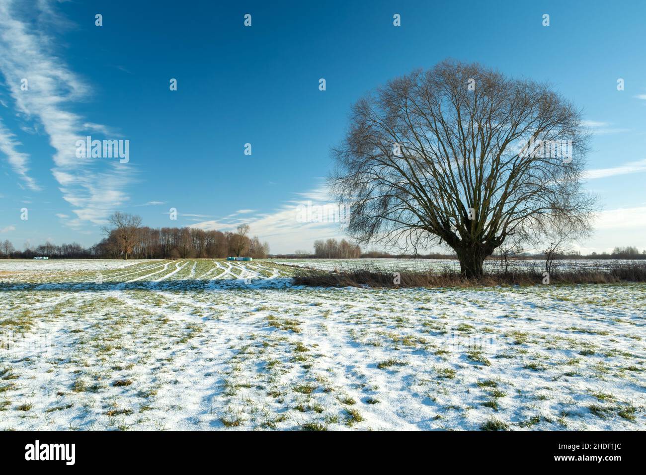 Snow on the meadow and a large tree Stock Photo