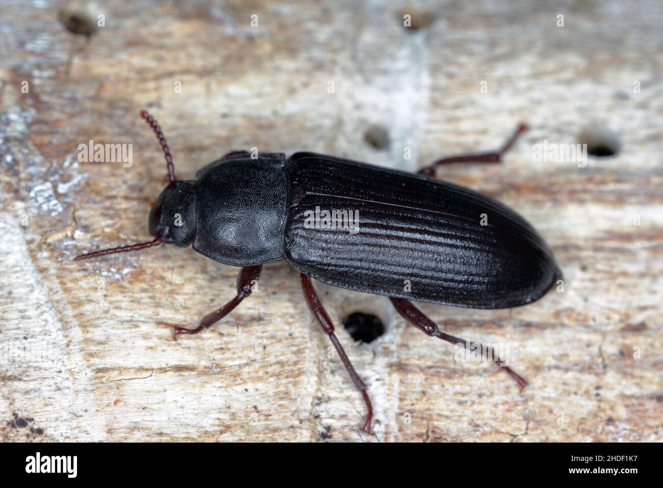 Mealworm beetle Tenebrio molitor, a species of darkling beetle pest of