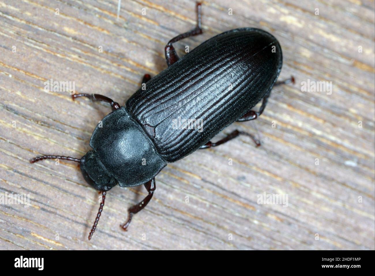 Mealworm beetle Tenebrio molitor, a species of darkling beetle pest of