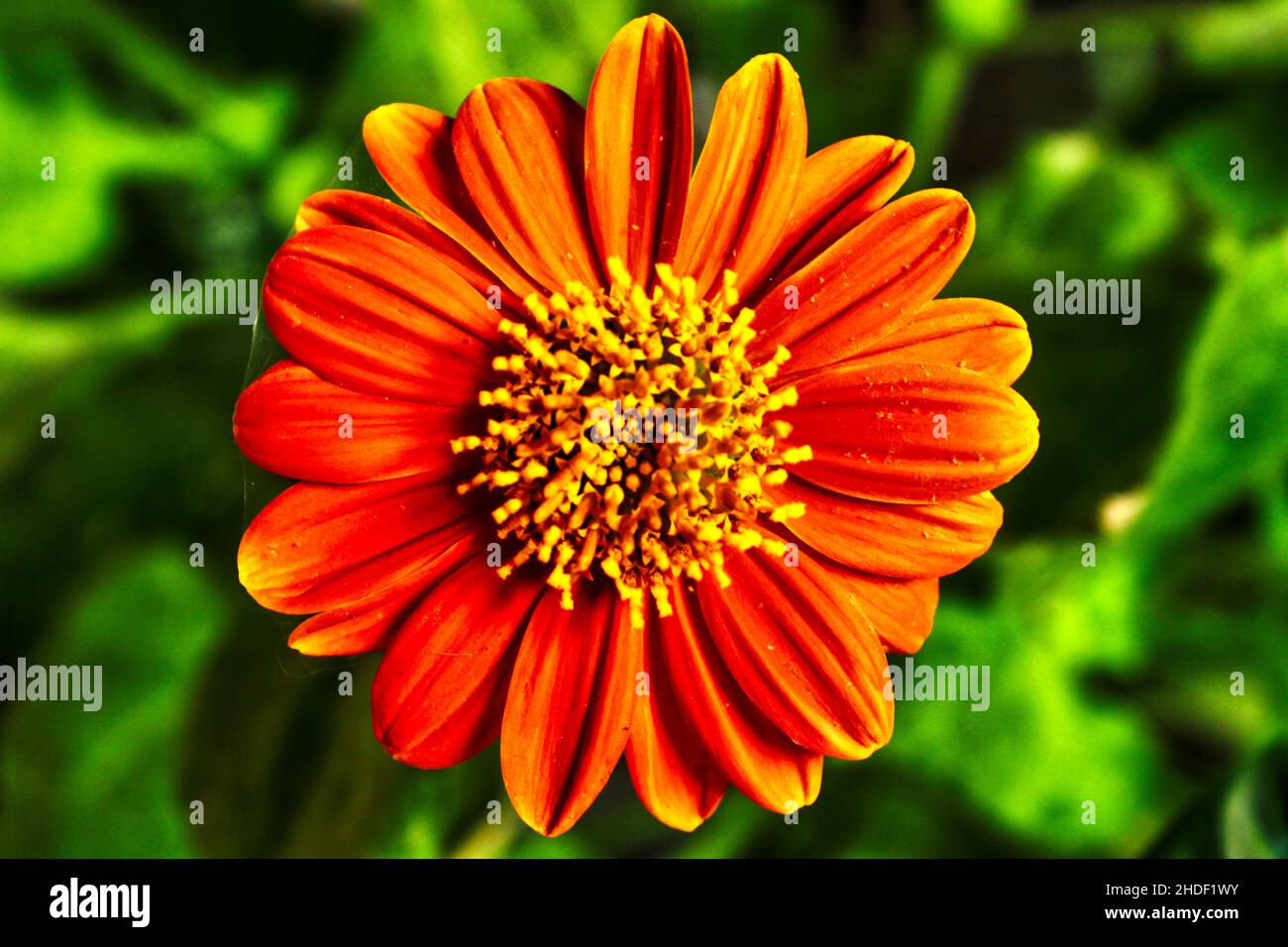Closeup of a beautiful orange aster flower in a garden Stock Photo - Alamy