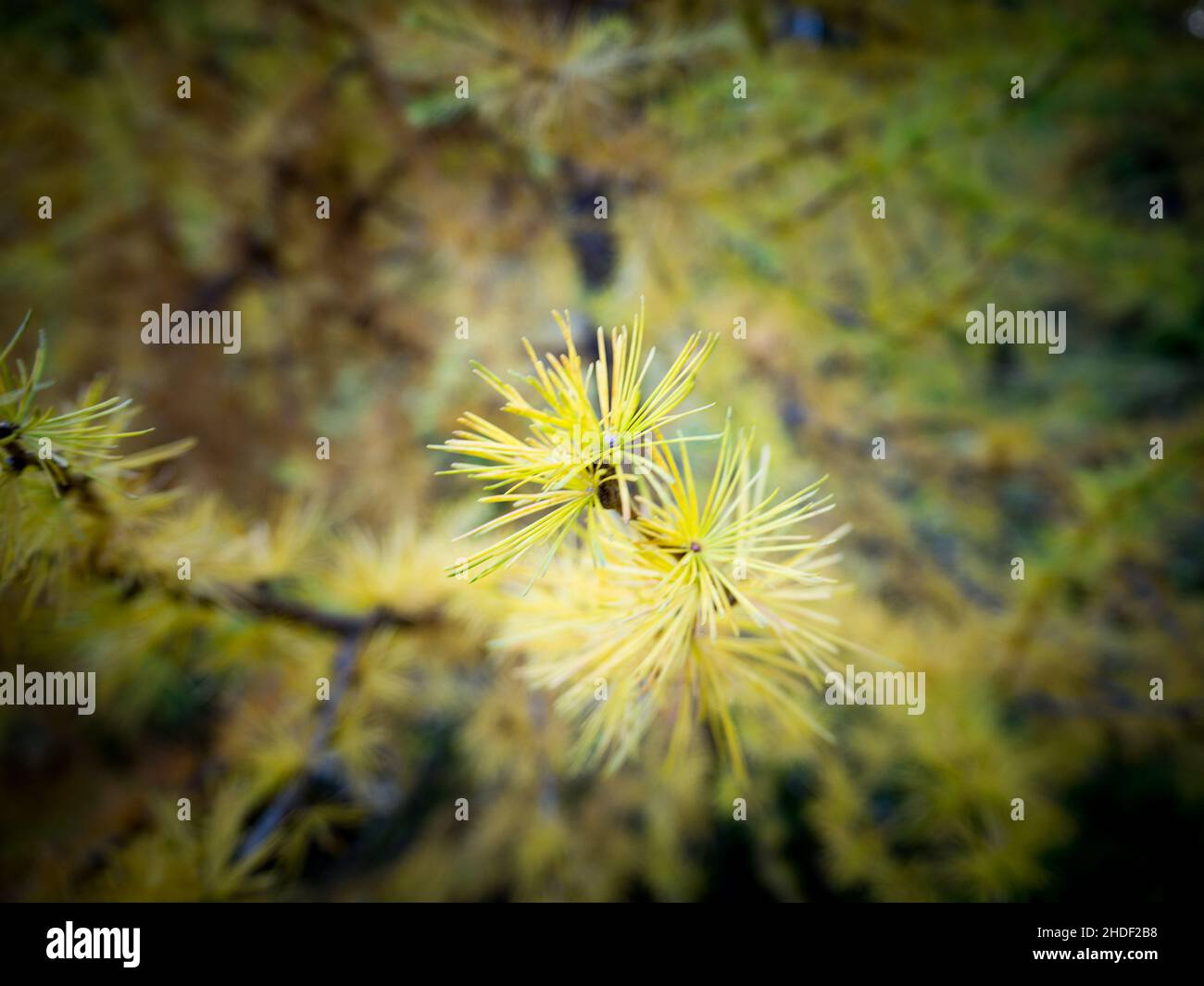 Larch tree branches hi-res stock photography and images - Alamy