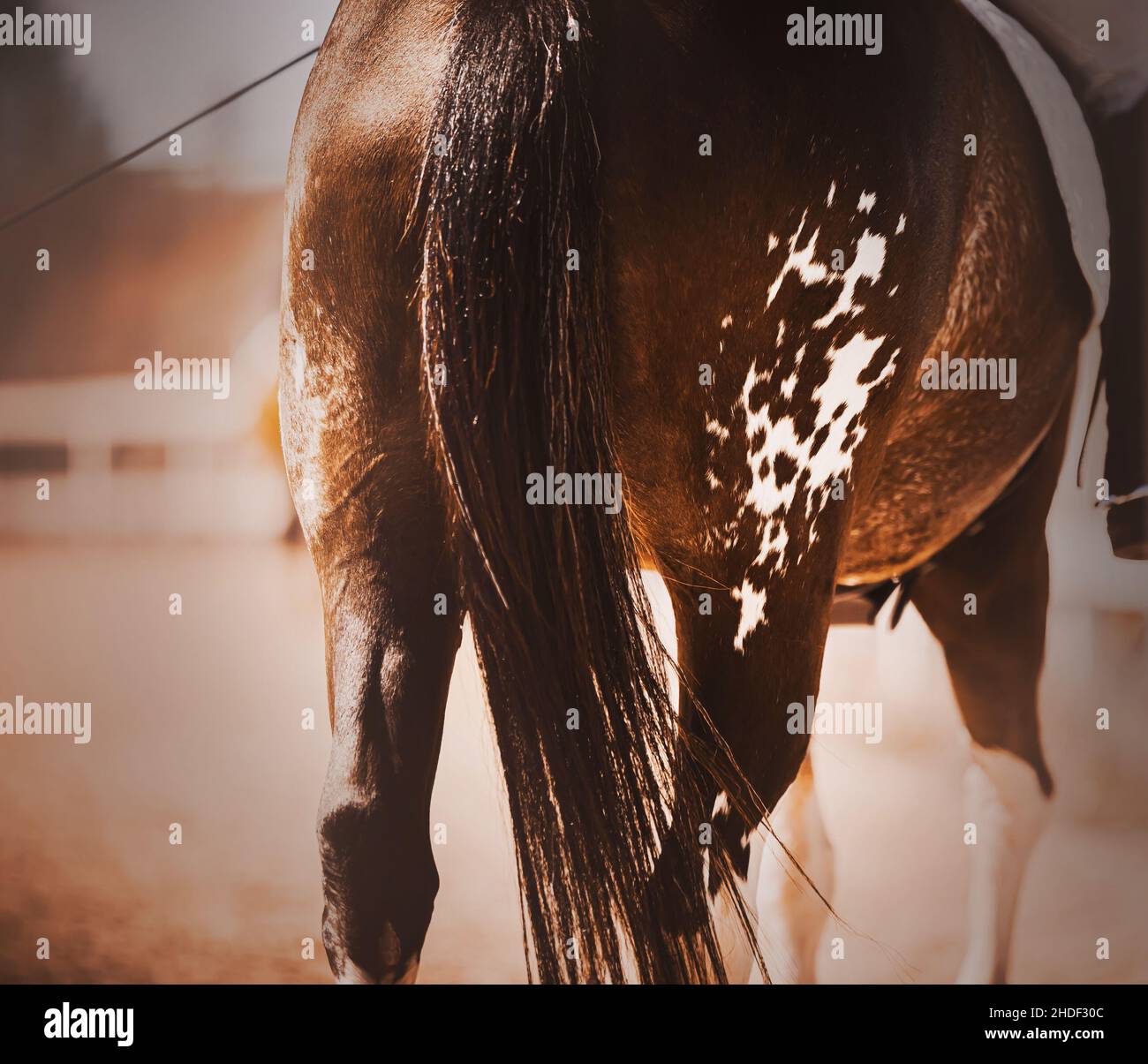 Rear view of a bay horse with white spots on the rump and with a rider ...