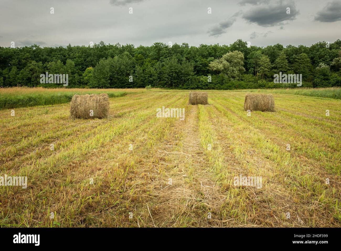 Hay bales in a stubble, forest and cloudy sky Stock Photo - Alamy