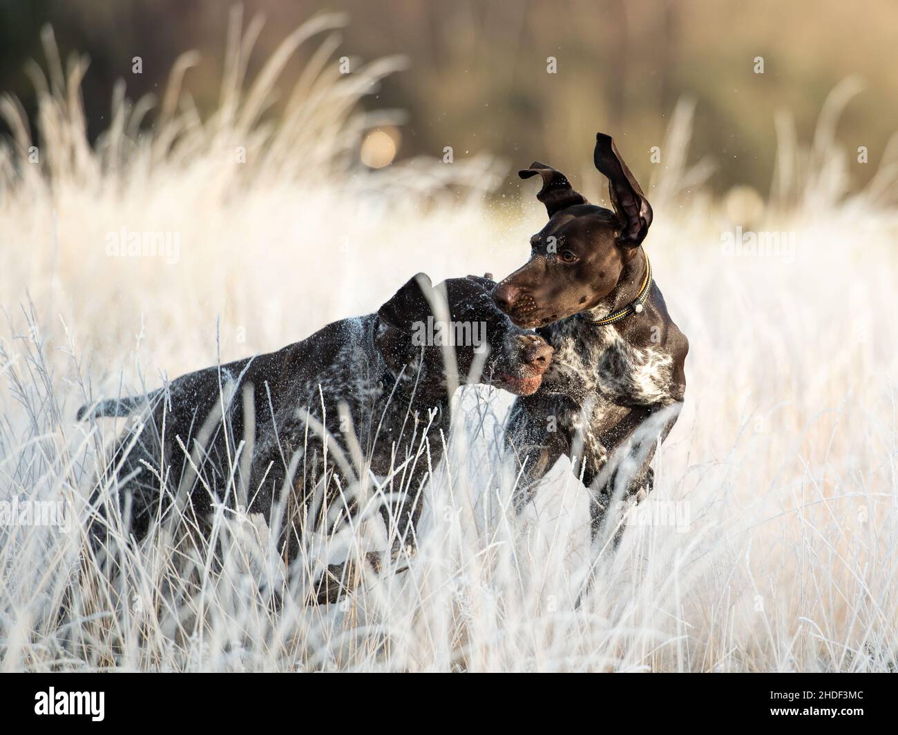 London, UK. 6th January, 2021: German Shorthaired Pointers playing in the frost on Wimbledon Common, London, UK. Credit:Ashley Western/Alamy Live News Stock Photo