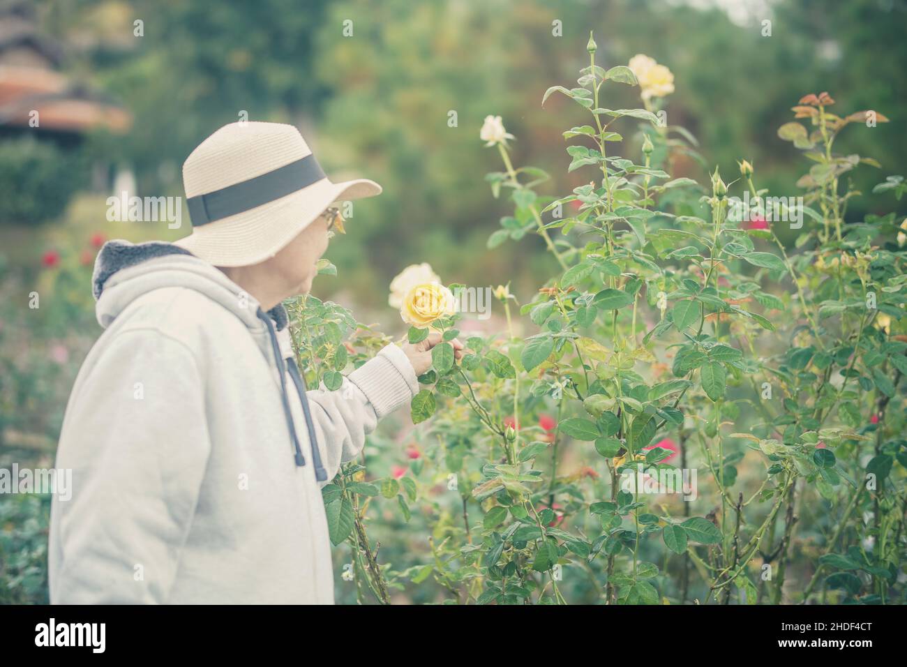 old senior woman relaxing in rose flower garden Stock Photo - Alamy