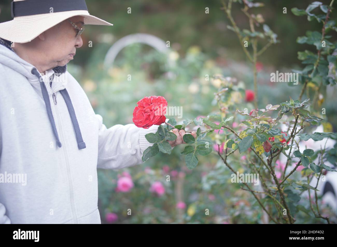 old senior woman relaxing in rose flower garden Stock Photo - Alamy