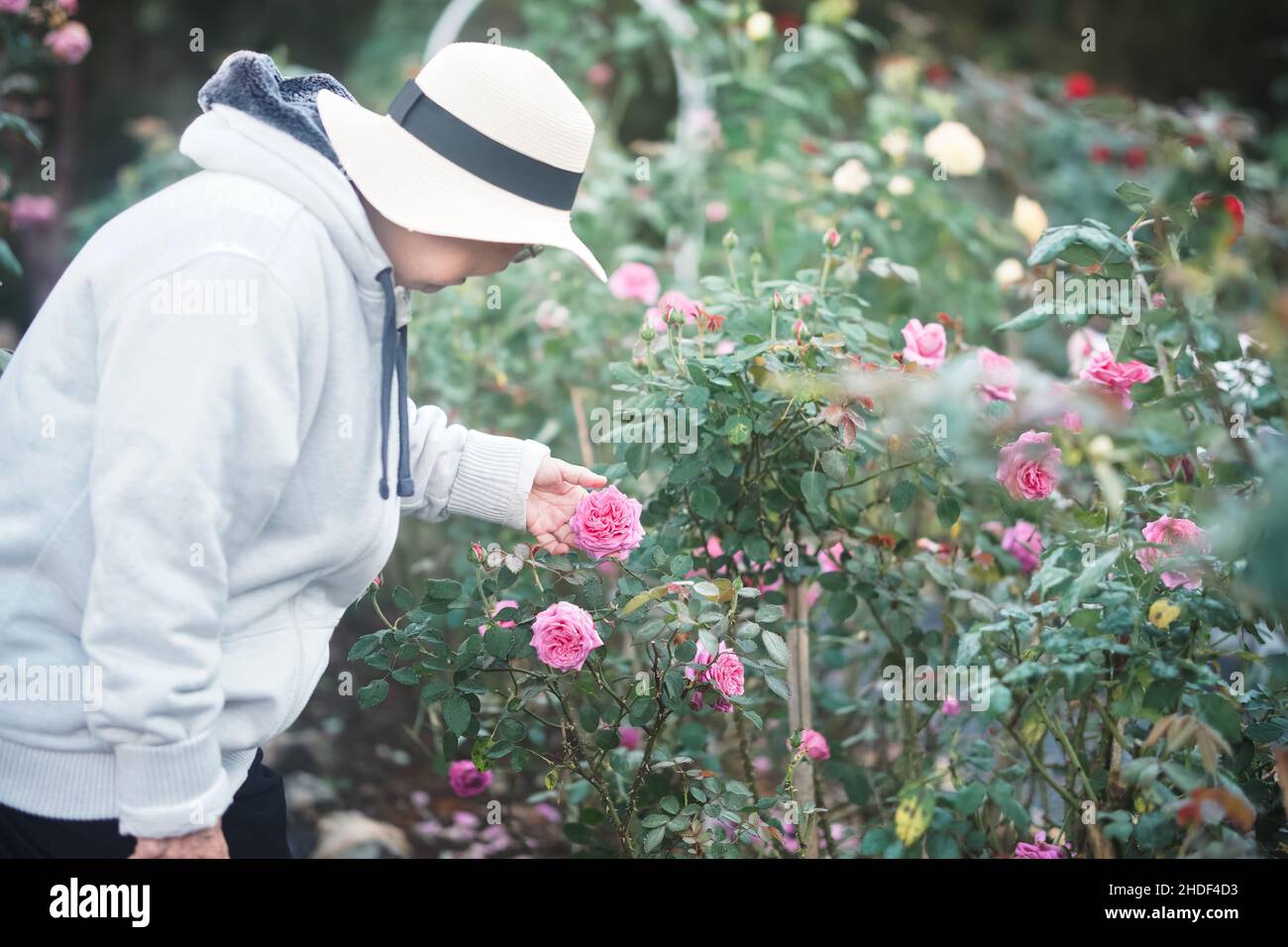 old senior woman relaxing in rose flower garden Stock Photo - Alamy