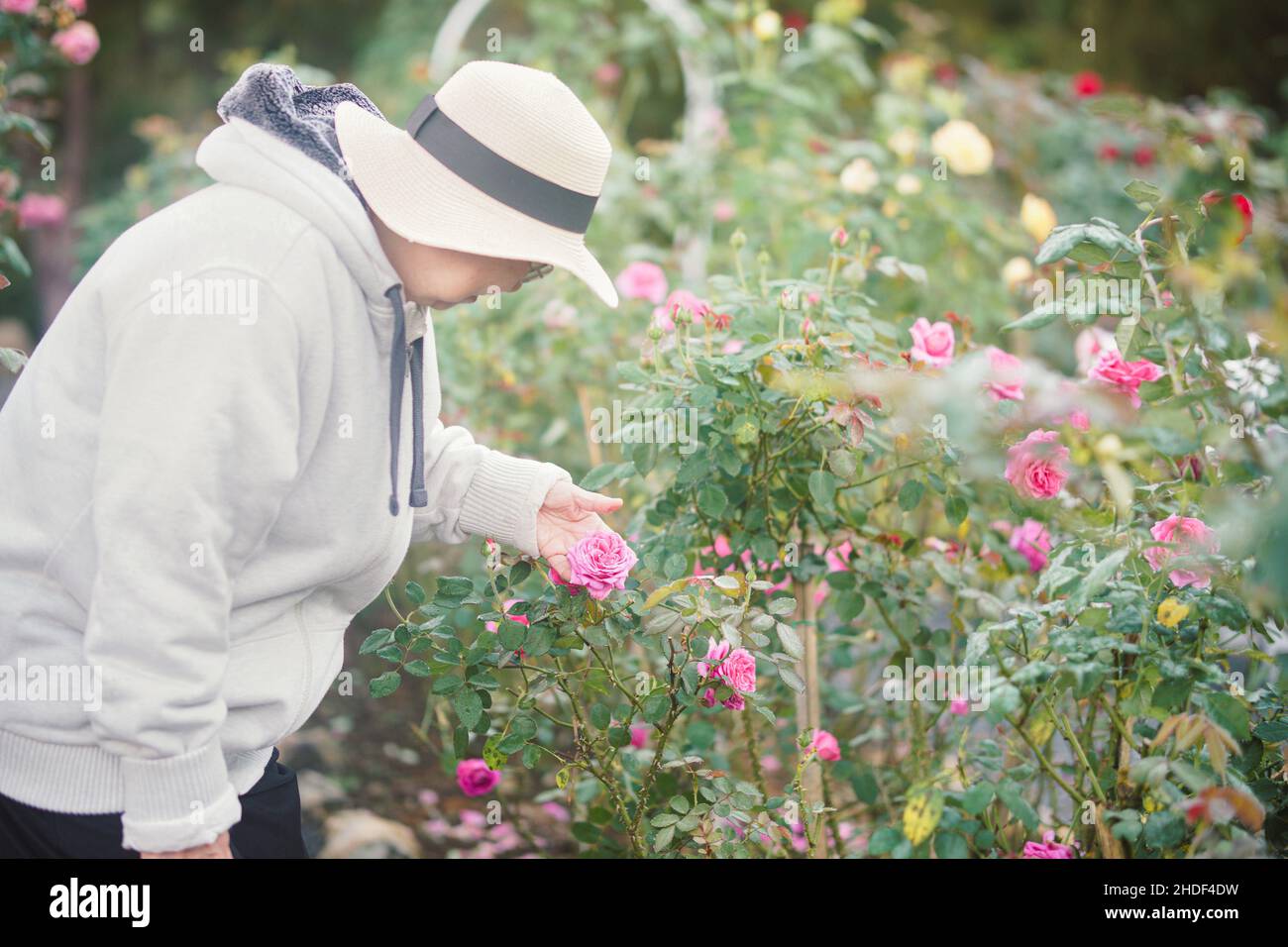 old senior woman relaxing in rose flower garden Stock Photo - Alamy
