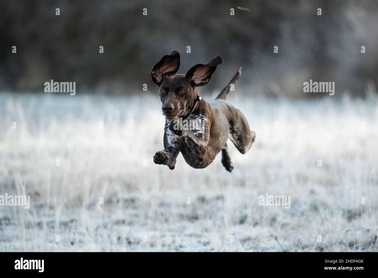 London, UK. 6th January, 2021: A German Shorthaired Pointer playing in the frost on Wimbledon Common, London, UK. Credit:Ashley Western/Alamy Live News Stock Photo