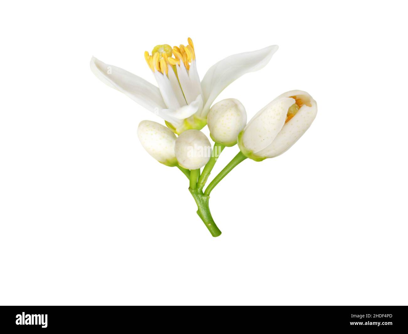 Neroli blossom white flower and buds isolated on white. Orange tree citrus bloom. Stock Photo