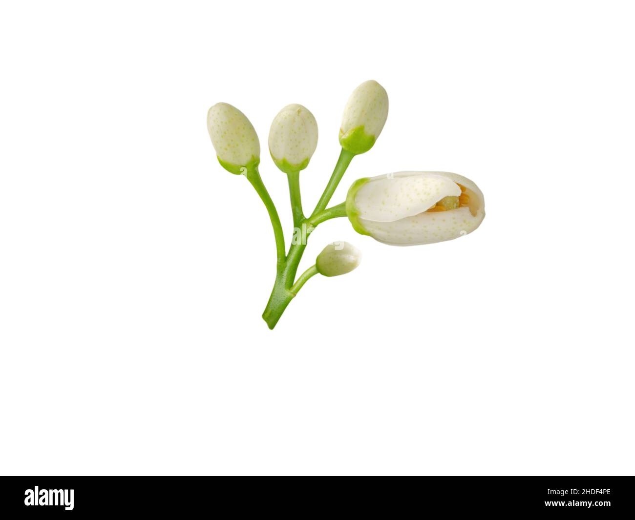 Orange blossom white flower and buds isolated on white. Citrus tree bloom. Blooming neroli. Stock Photo