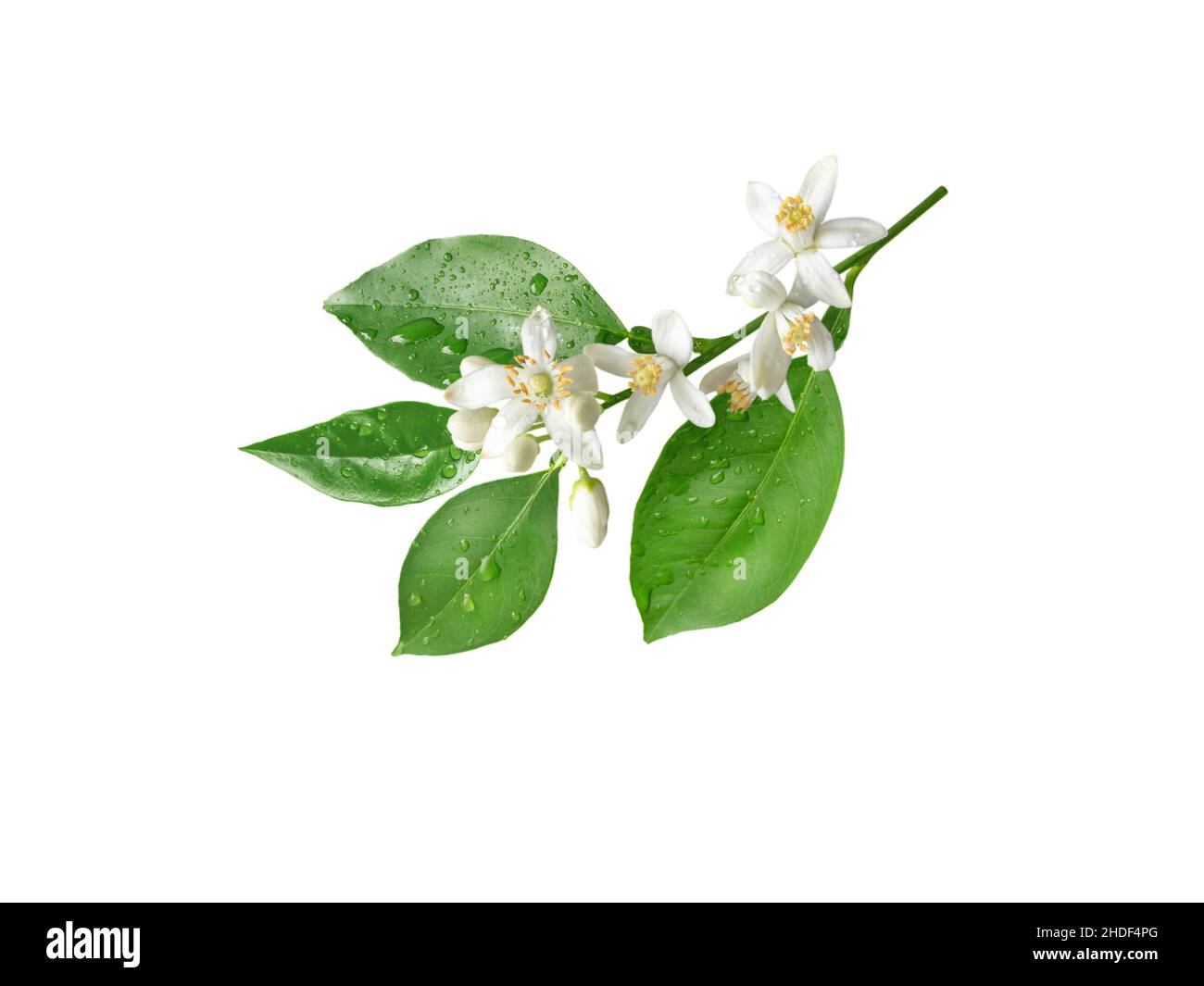 Orange tree branch with flowers and rain drops isolated on white. Neroli blossom. Citrus bloom. Stock Photo