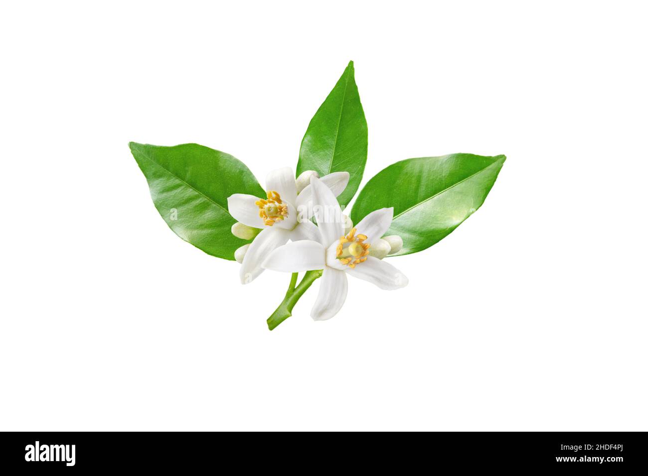 Neroli blossom branch with white flowers, buds and leaves isolated on white. Orange tree citrus bloom. Stock Photo