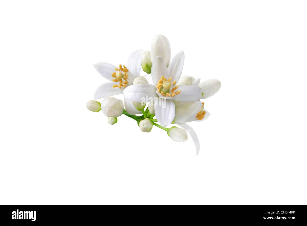 Neroli blossom. Citrus bloom. Orange tree white flowers and buds bunch isolated on white. Stock Photo