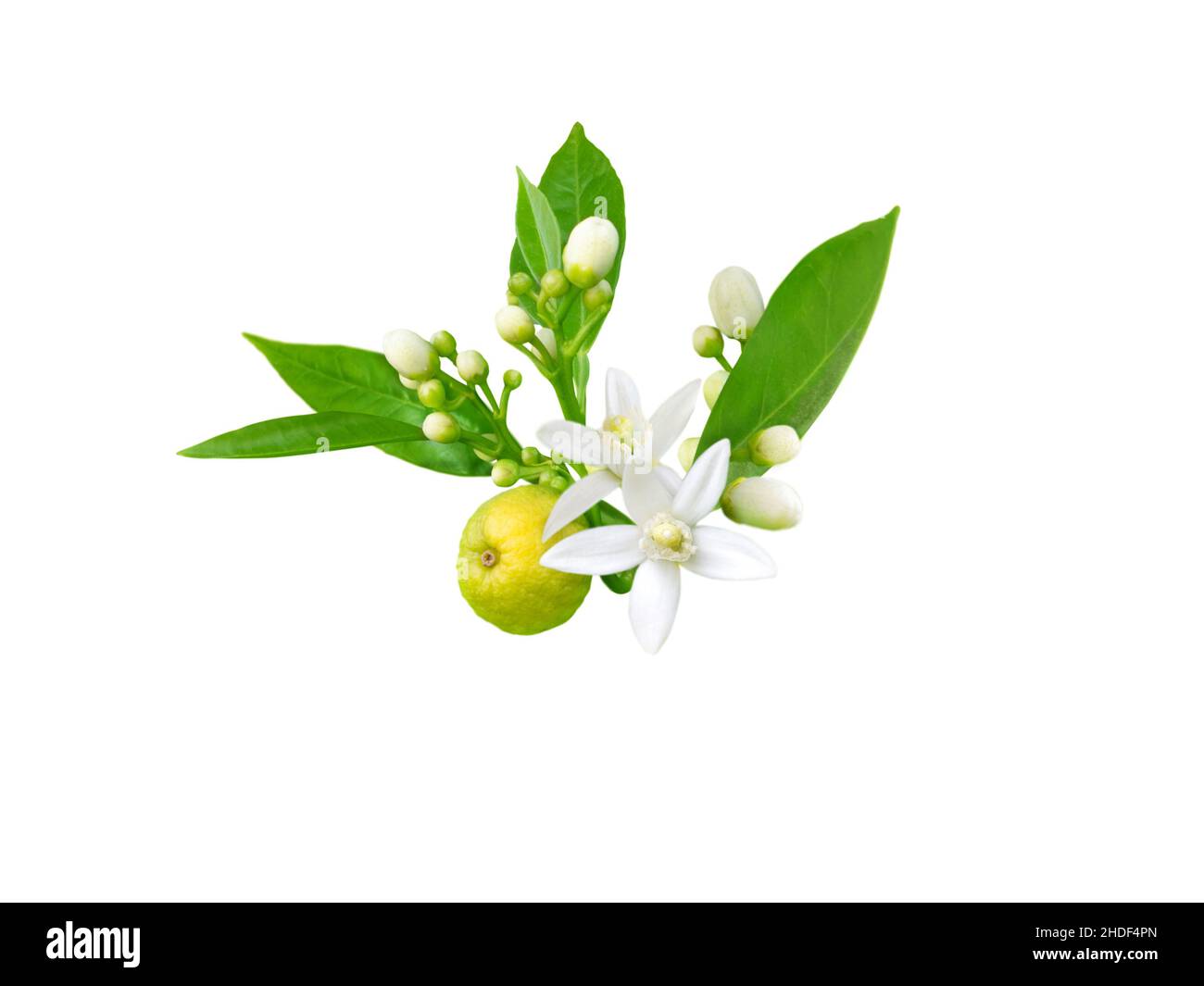 Branch of orange tree with white fragrant flowers, buds, leaves and fruit isolated on white. Neroli blossom. Stock Photo