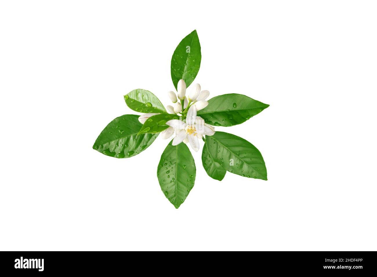 Orange tree branch with white flowers, buds and leaves and water drops isolated on white. Neroli blossom. Citrus bloom. Stock Photo