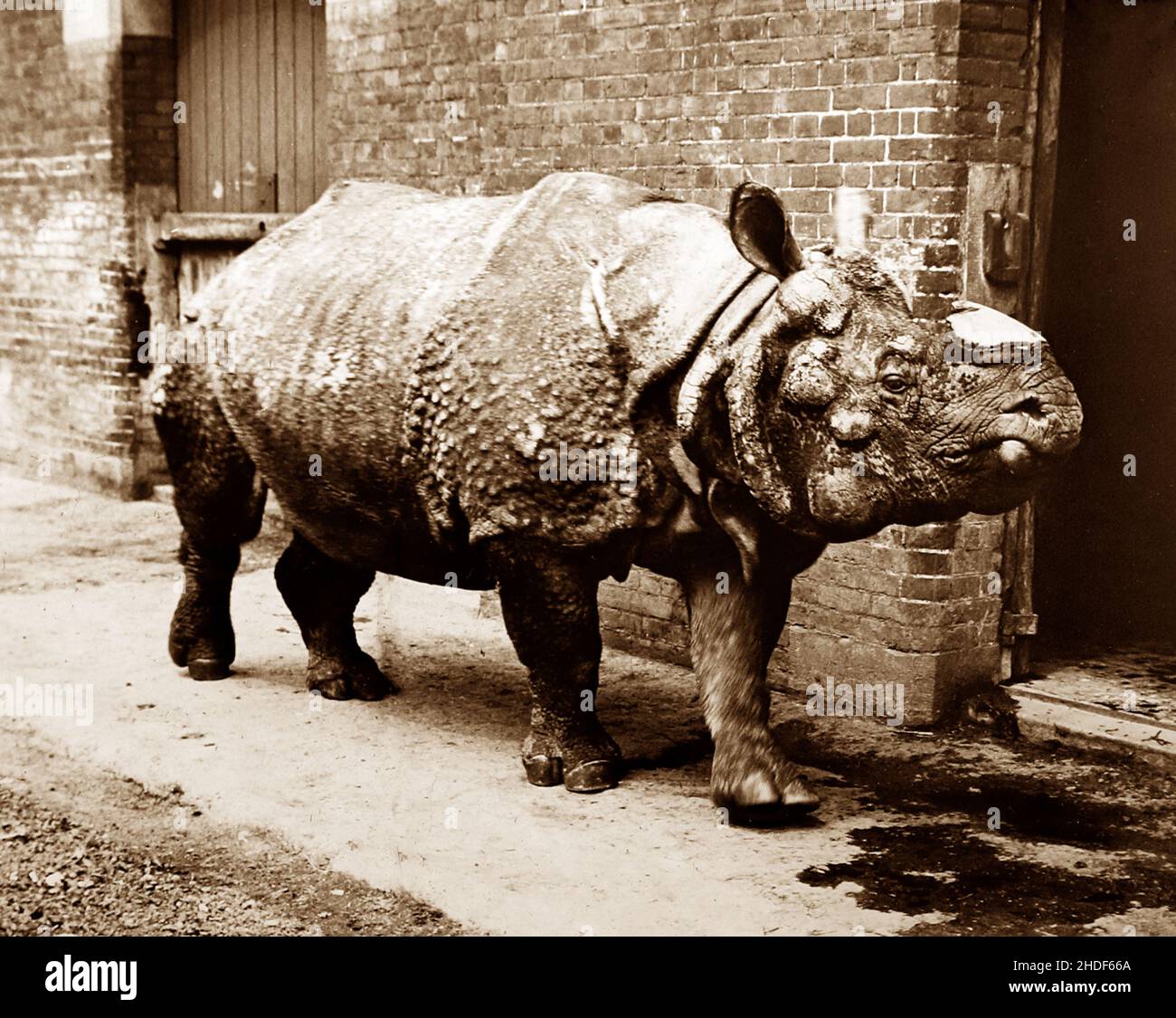 Rhinoceros named 'Tom', London Zoo, Victorian period Stock Photo