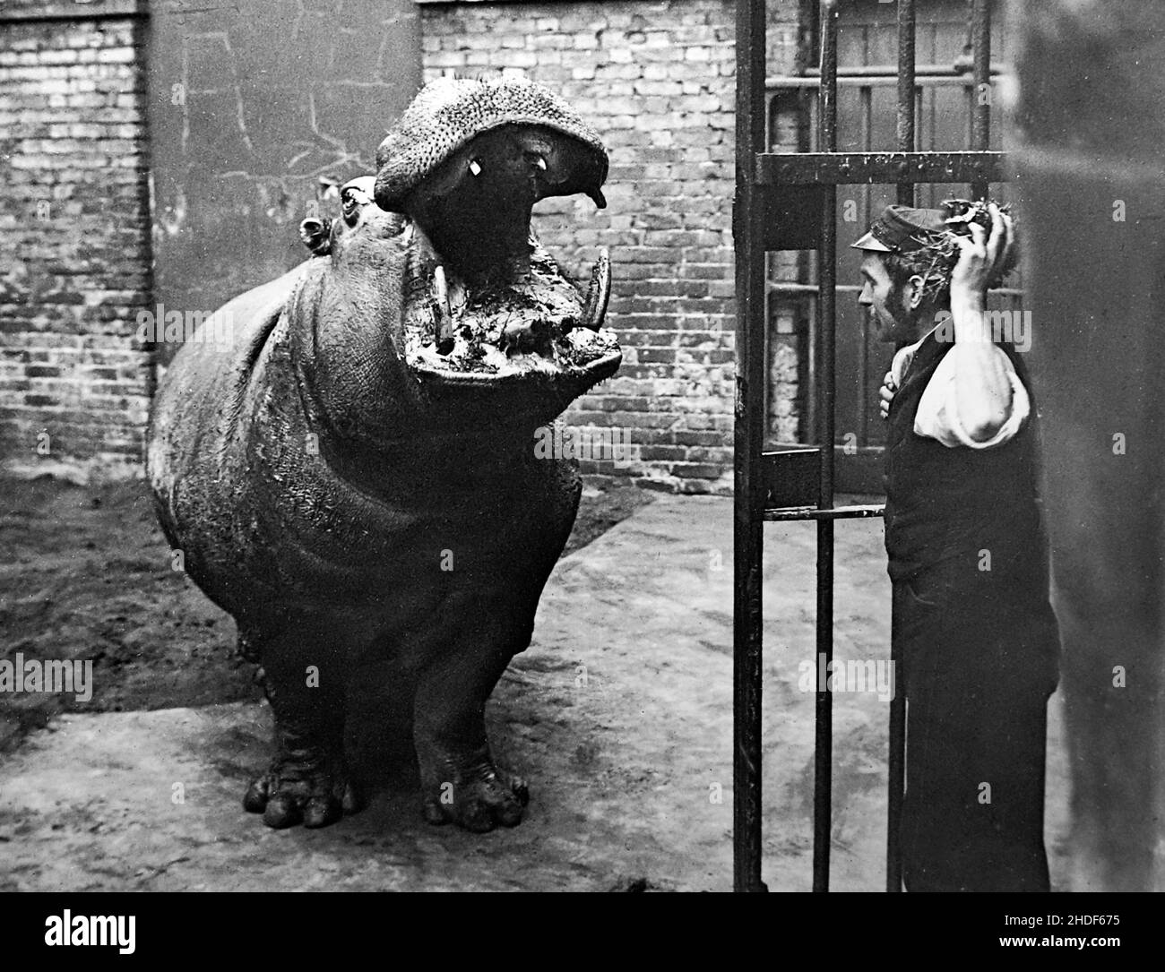Hippopotamus and keeper, London Zoo, Victorian period Stock Photo