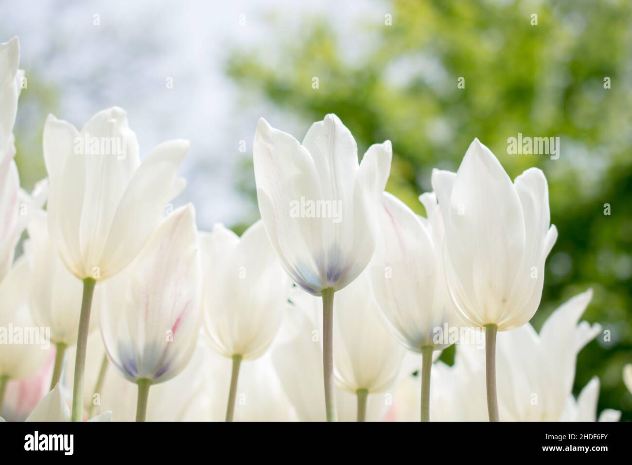 white, tulips, whites, tulip Stock Photo Alamy