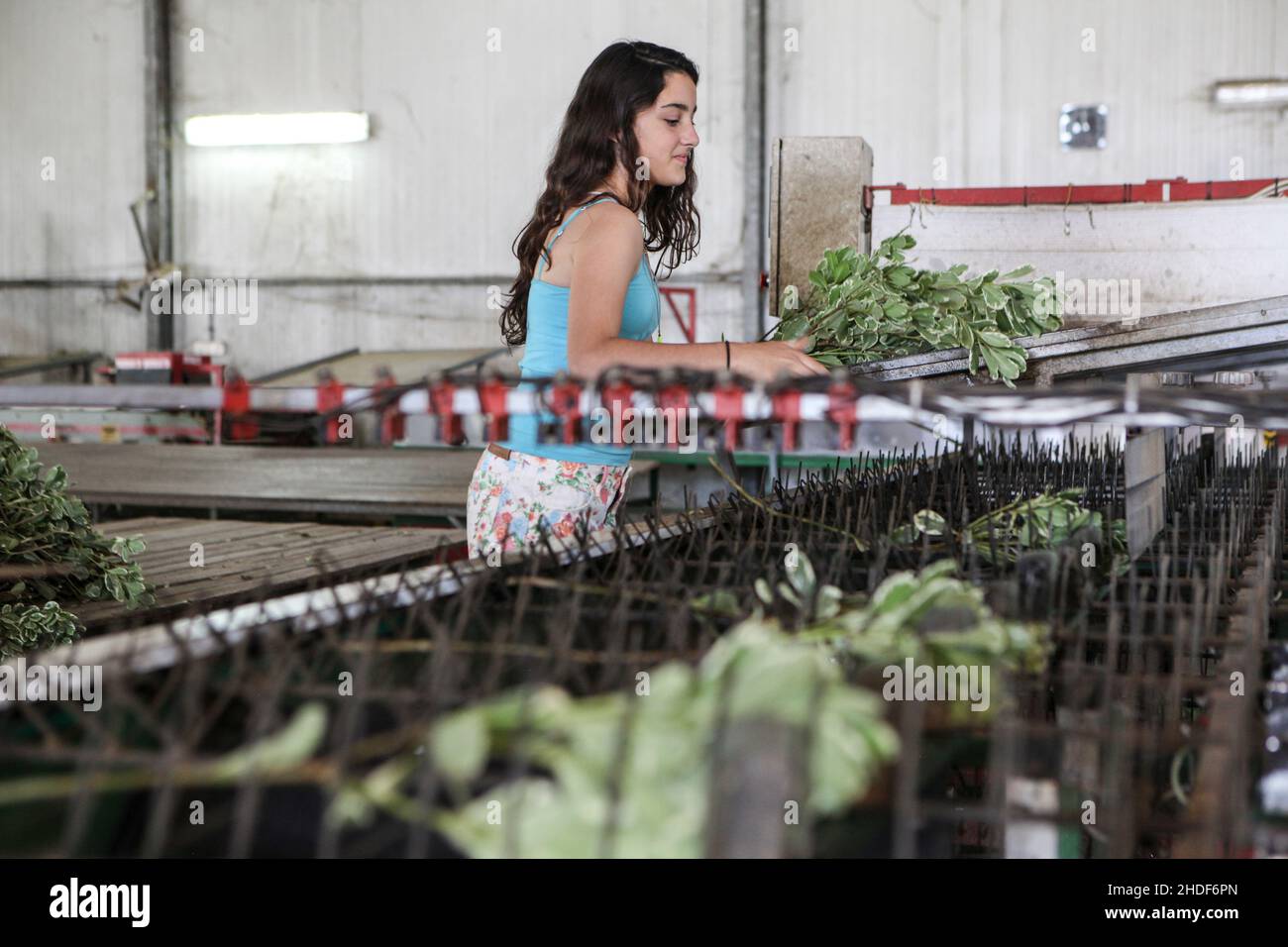 Young teen works on a flower packing production line Stock Photo