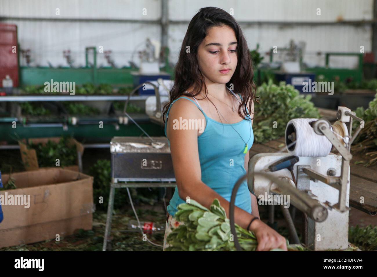Young teen works on a flower packing production line Stock Photo