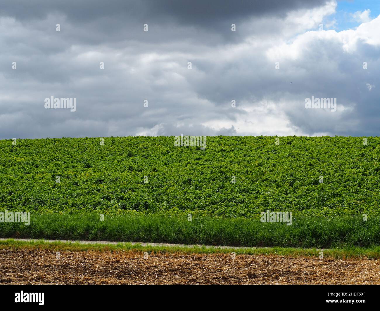 agriculture, farming, farmland, agricultures, farmlands Stock Photo