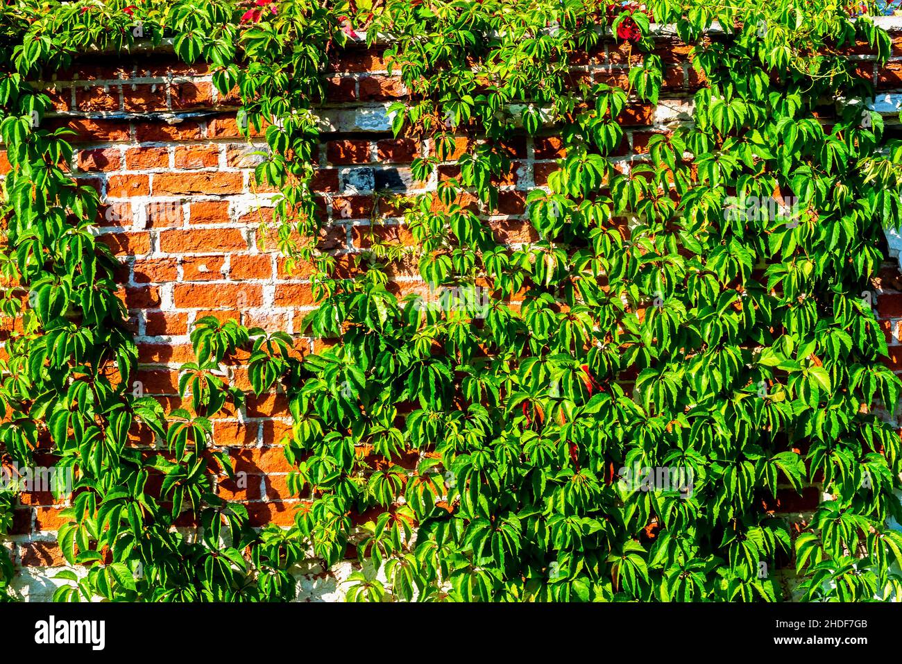 ivy, brick wall, ivies, brick walls Stock Photo Alamy