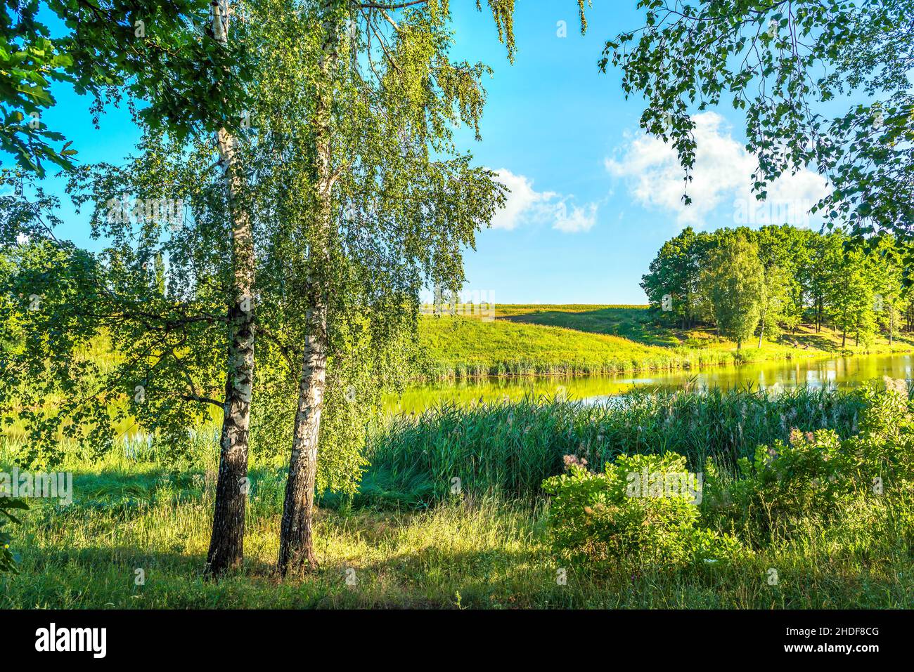 Birch tree lake hi-res stock photography and images - Alamy