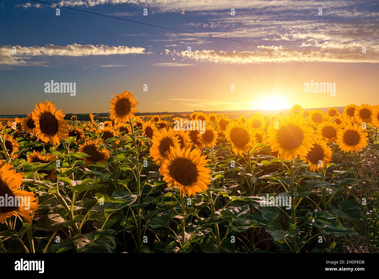 sunflowers, sunflower field, sunflower, sunflower fields Stock Photo