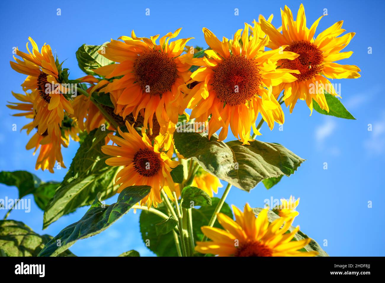 Blooming sunflowers in a field Photographed in Israel in May Stock Photo
