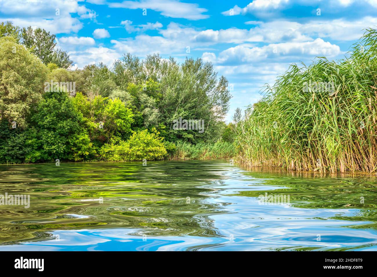 river, reed, water surface, rivers, reeds, water surfaces Stock Photo ...