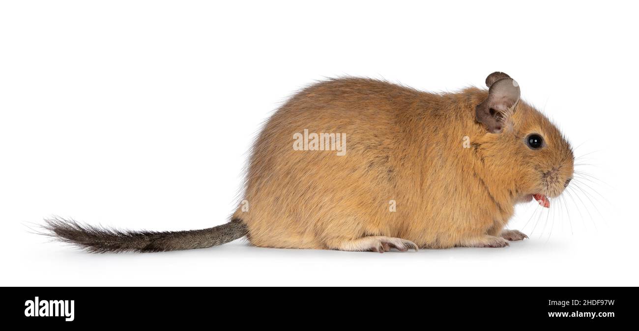 Sweet adult sand Degu rodent, standing side ways with ood in mouth. Looking ahead and away from camera. Isolated on a white background. Stock Photo