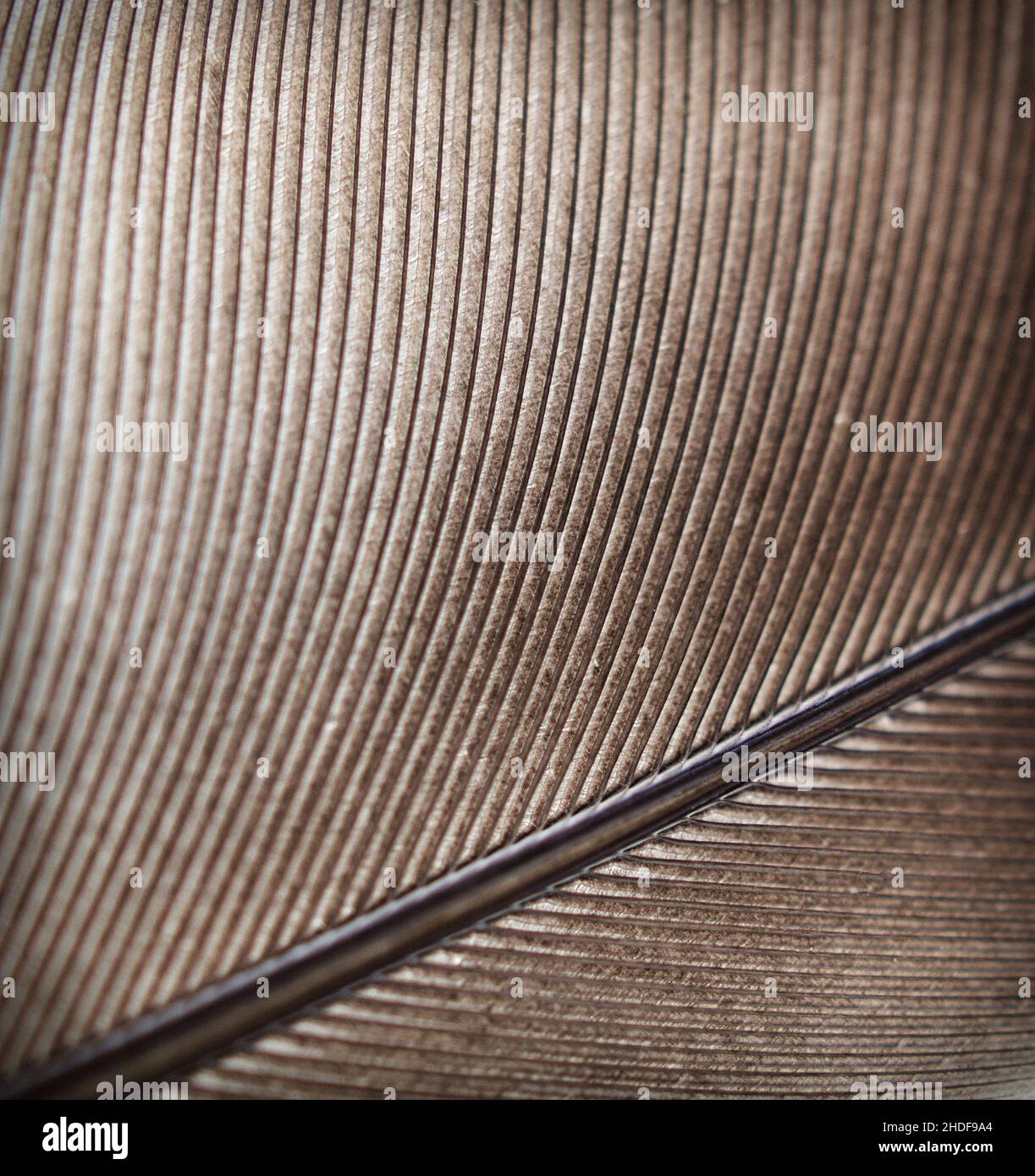 feather, quill, feathers, quills Stock Photo - Alamy