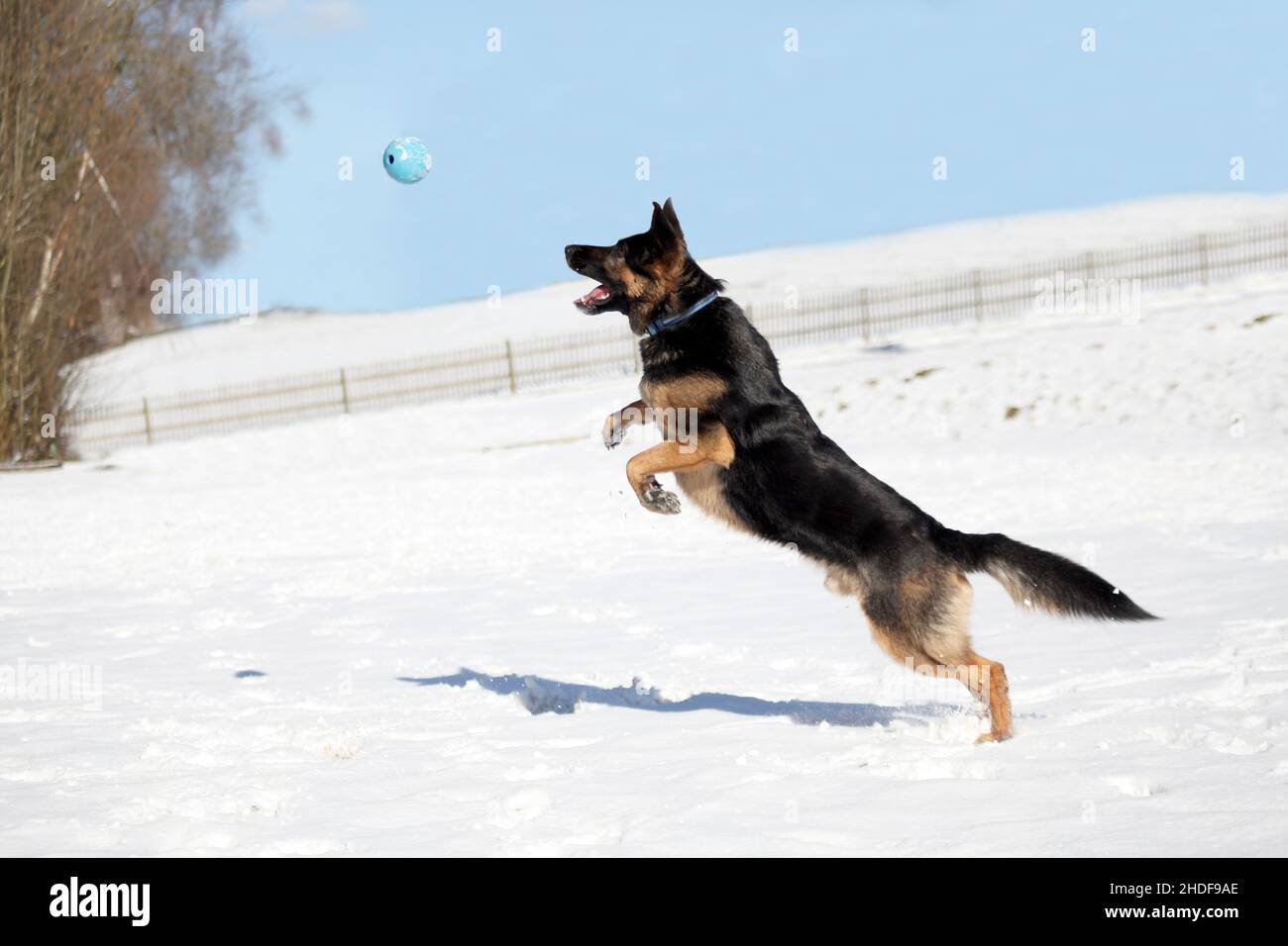ball game, german shepherd, ball games, german shepherds Stock Photo