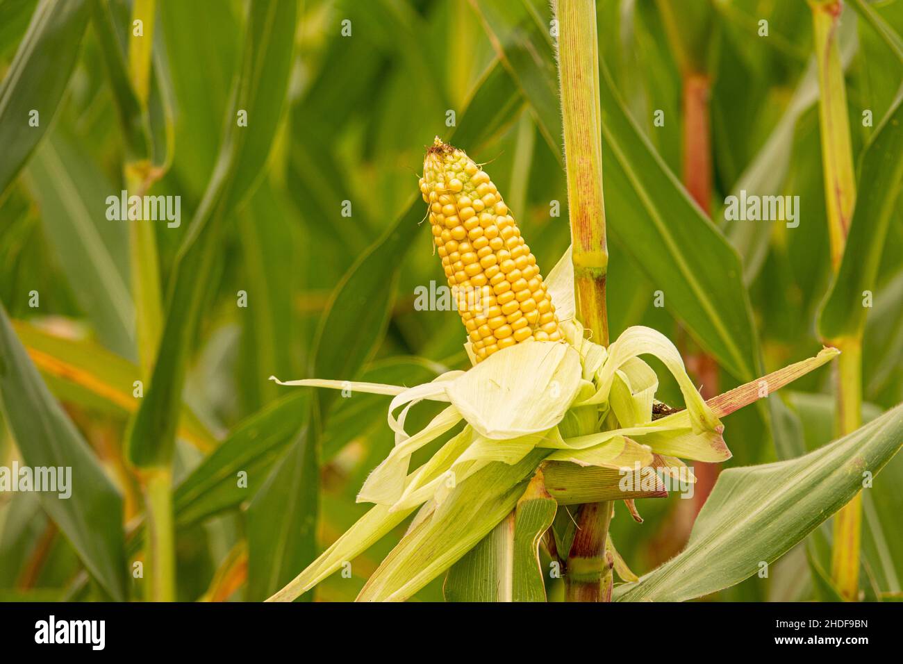 maize cob, maize plant, corn on the cobs, corn plants Stock Photo - Alamy