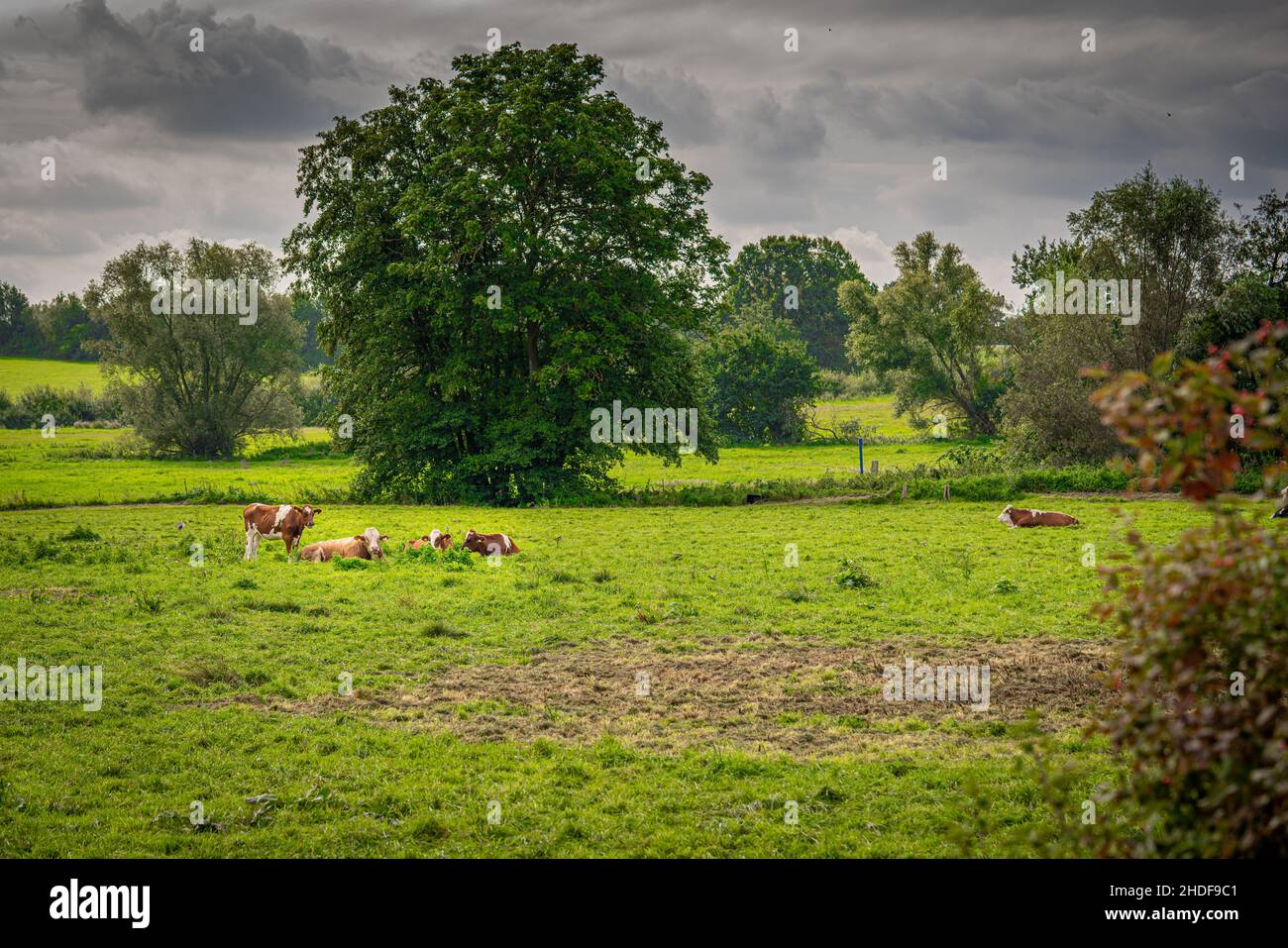 pasture, cow herd, pastures, herds Stock Photo
