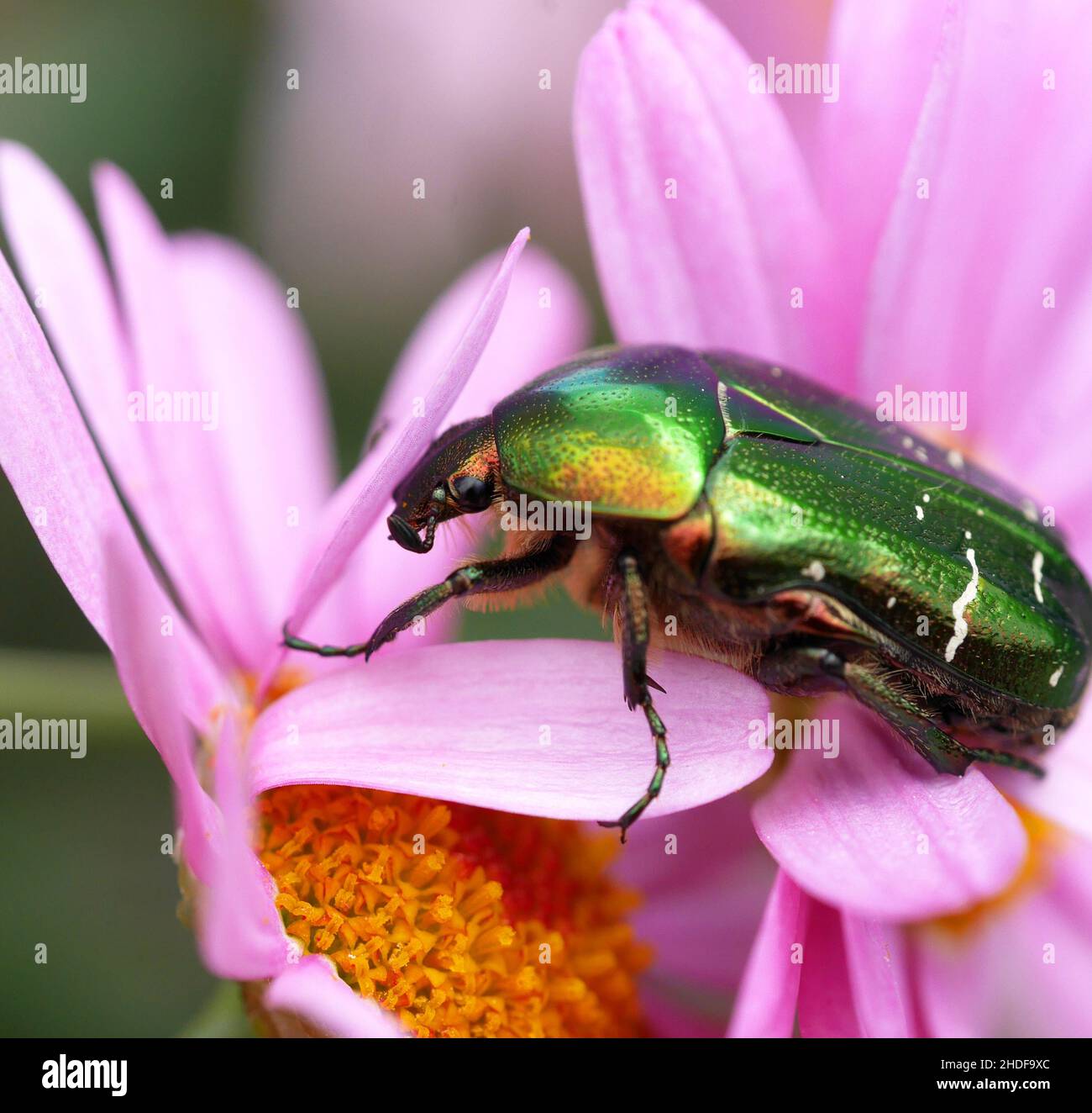 rose beetle, rose beetles Stock Photo Alamy