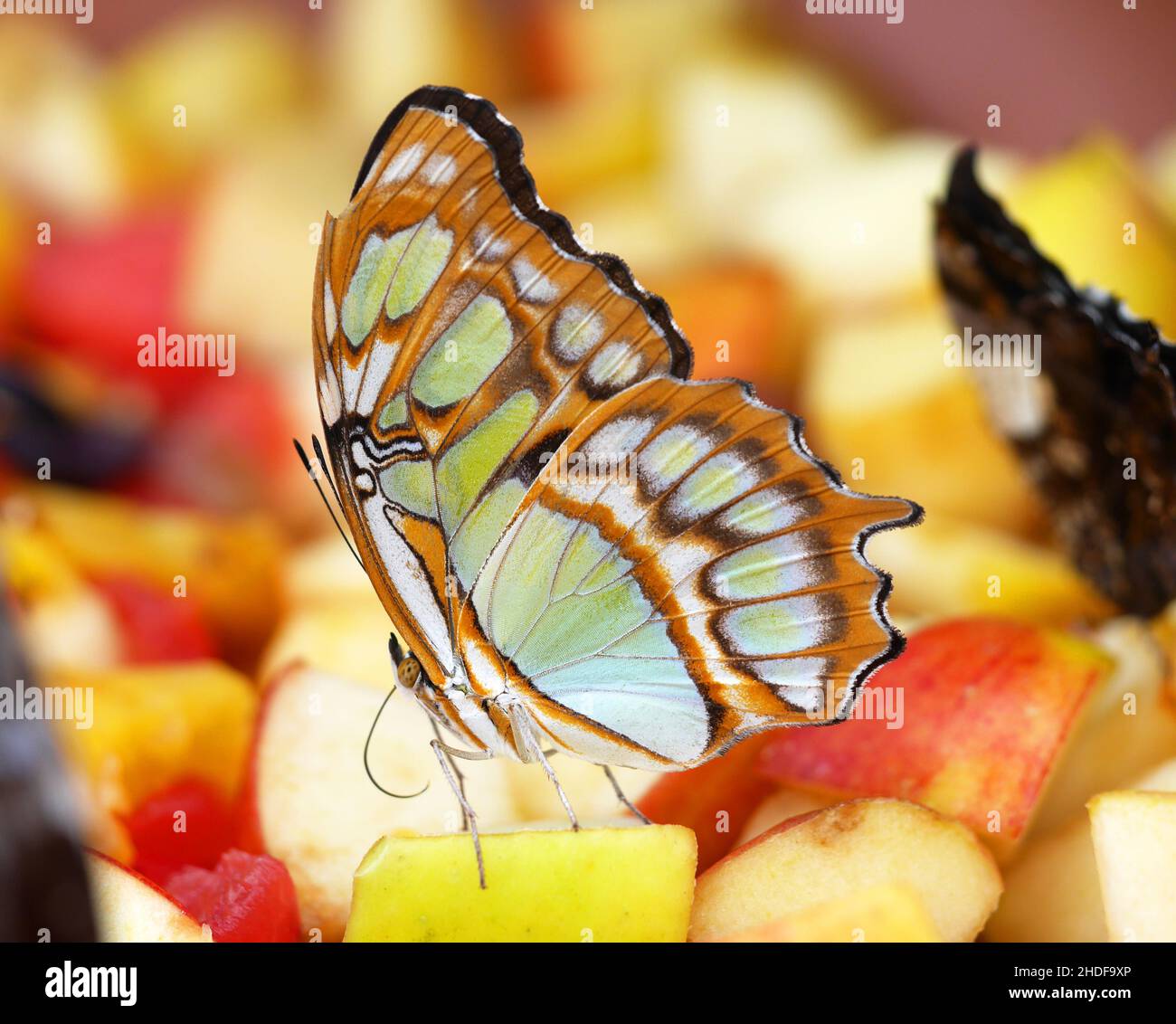 butterfly, feeding place, butterflies, feeding places Stock Photo Alamy