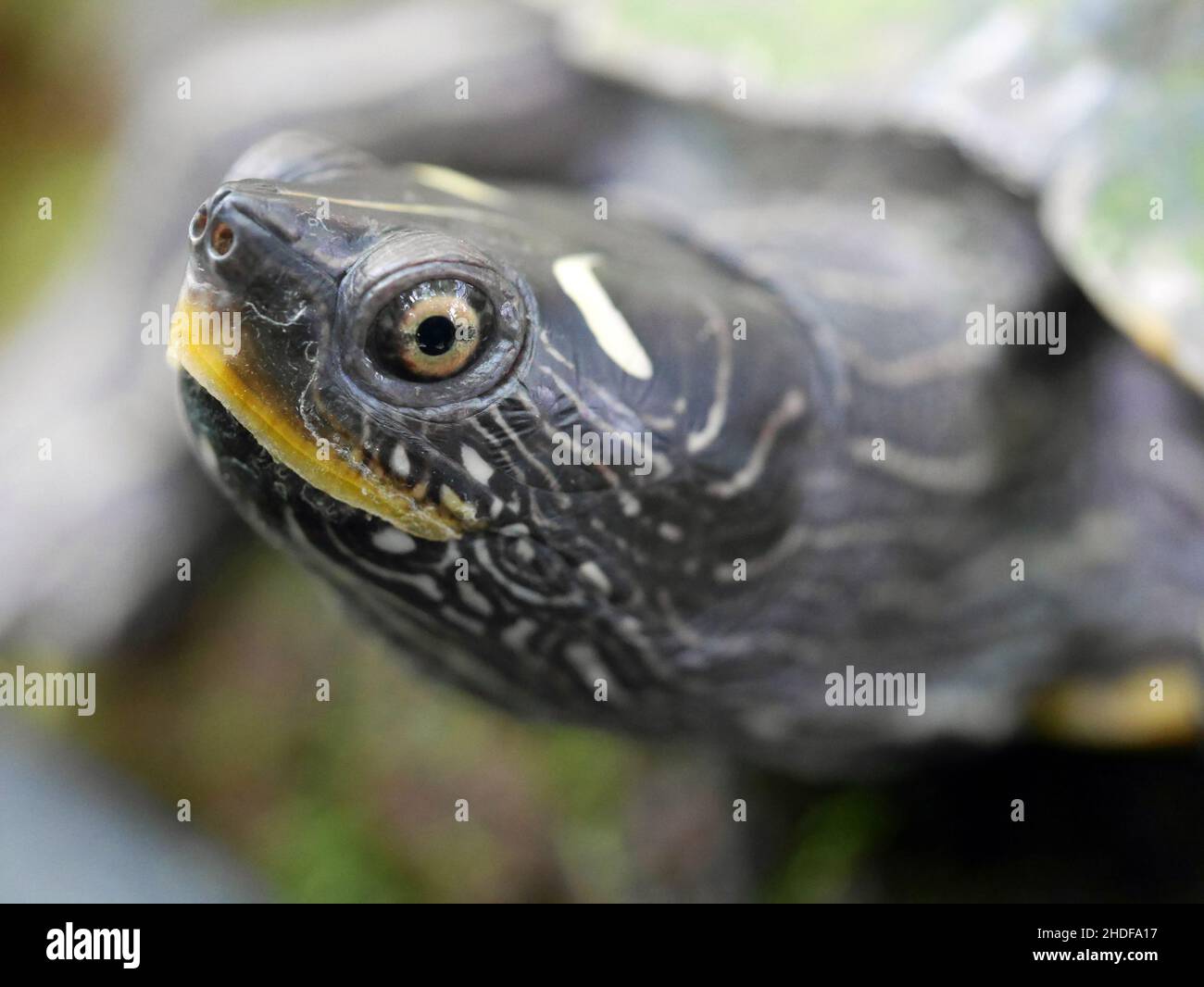 yellow bellied slider Stock Photo Alamy