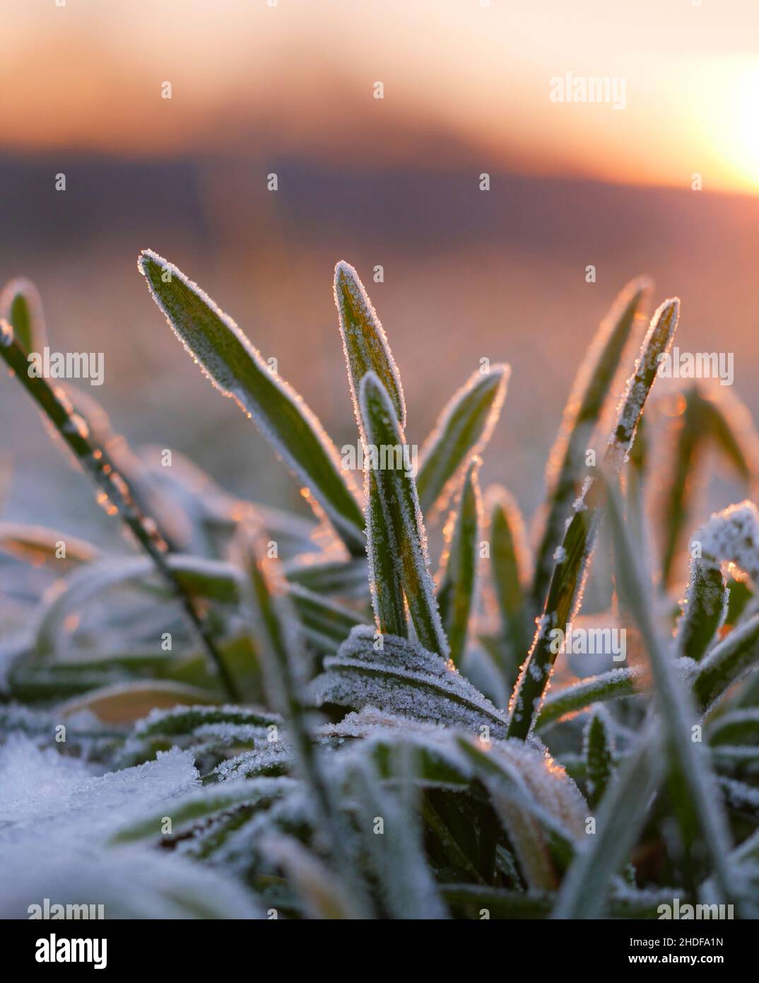 winter, frost, rime, winters, frosts, rimes Stock Photo - Alamy