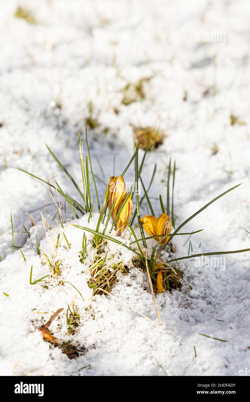 Crocuses and snow hi-res stock photography and images - Alamy