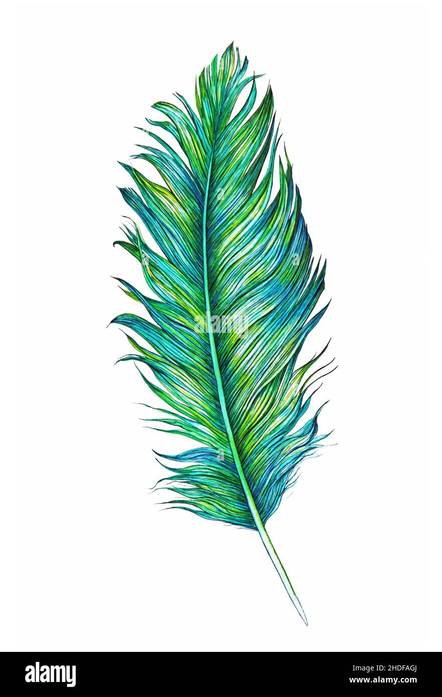 Long coloured feathers hot sale