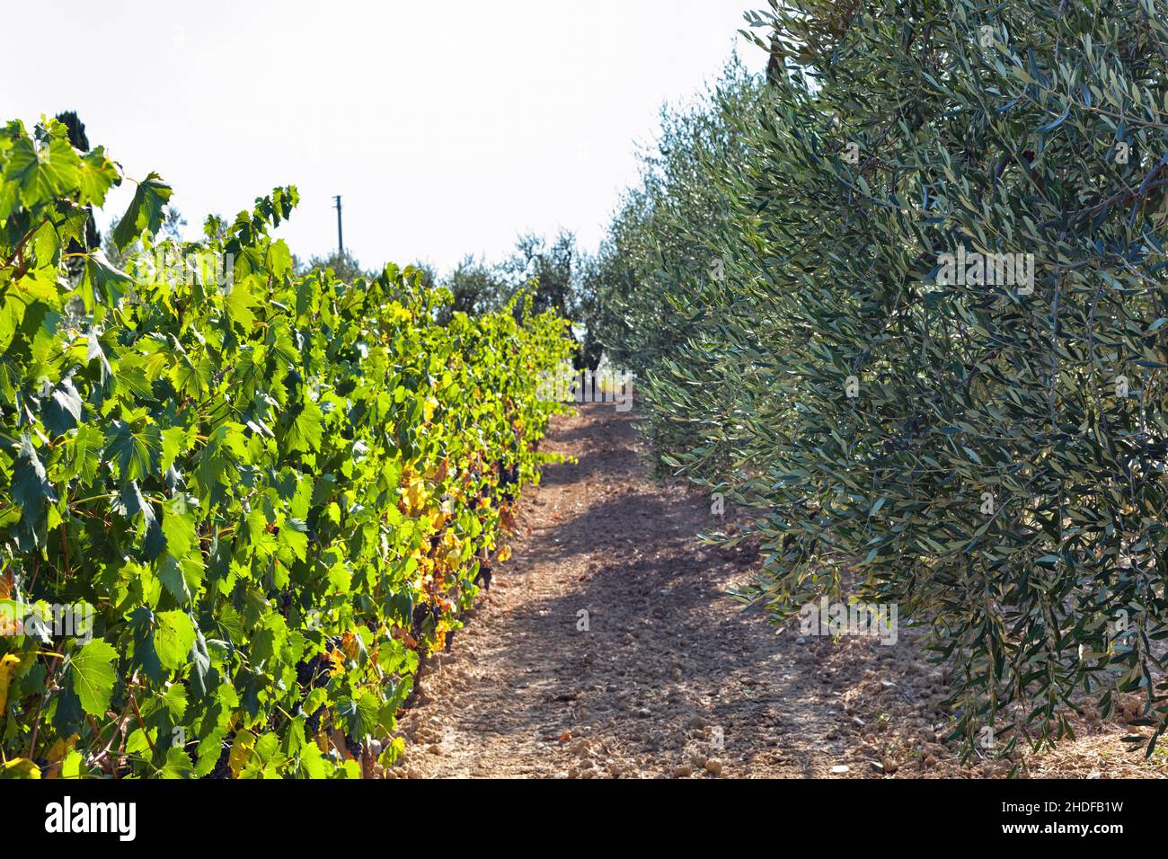 vineyard, tuscany, olive grove, vineyards, tuscanies, olive groves Stock Photo