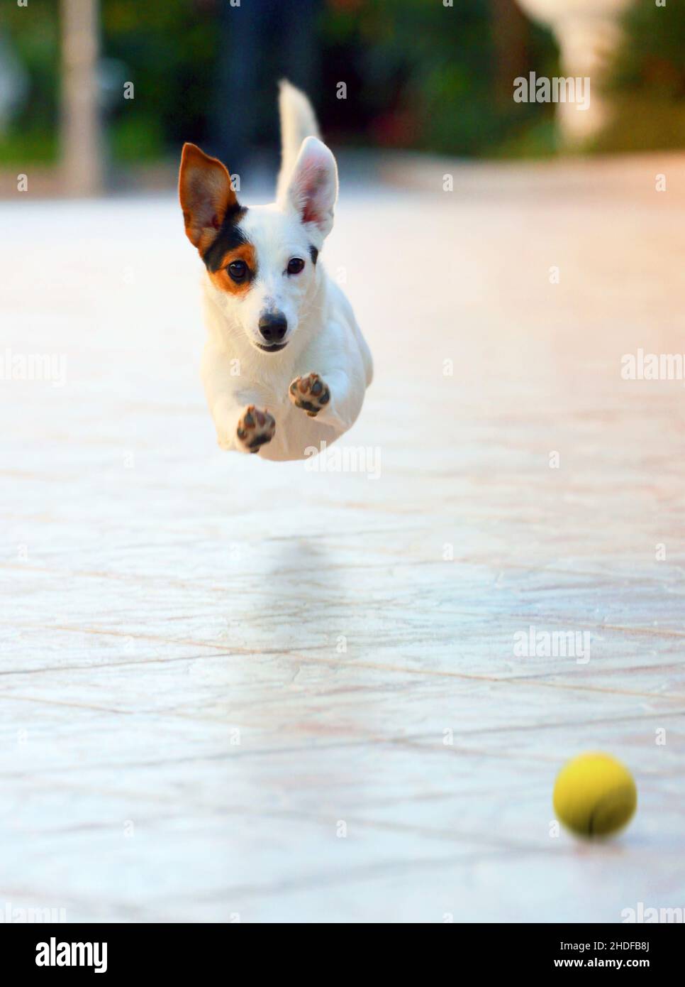 playing, jack russell terrier, jumping, play, jack russell terriers