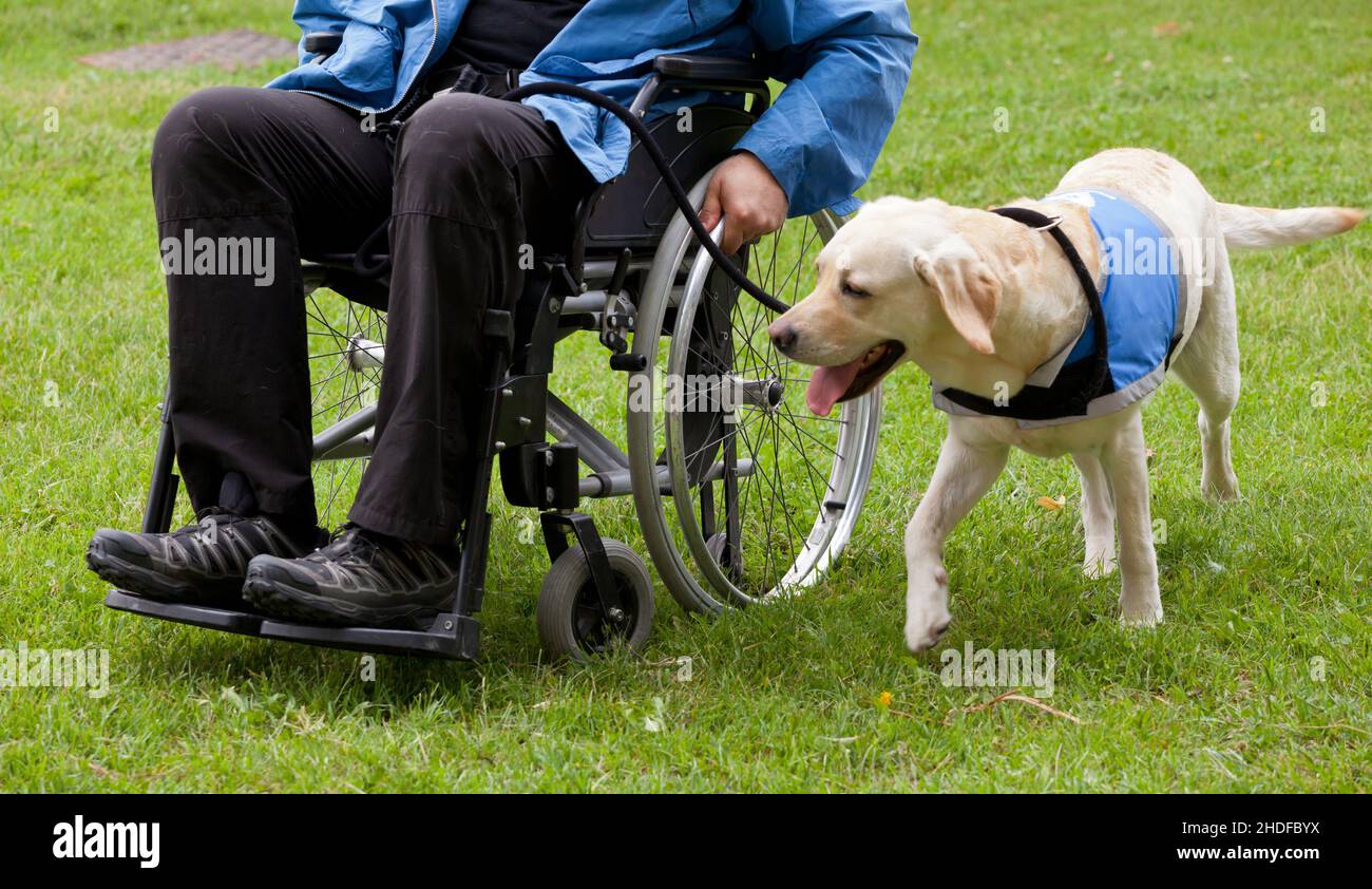 on the move, mobil, wheelchair, companion dog, on the moves, mobils, wheelchairs, companion dogs