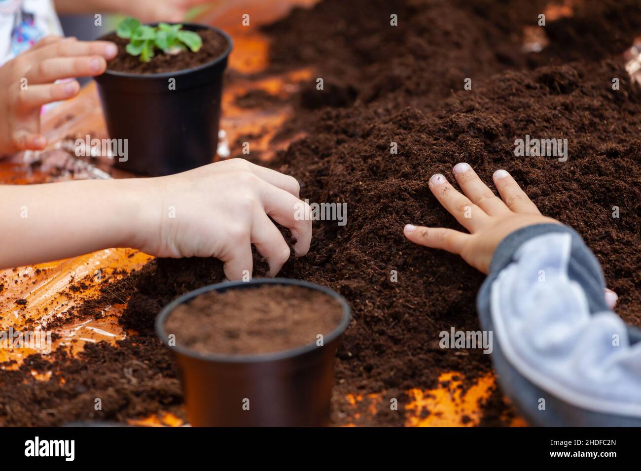 gardening, planting, soil, foolproof, plant care, tending of plants, soils Stock Photo
