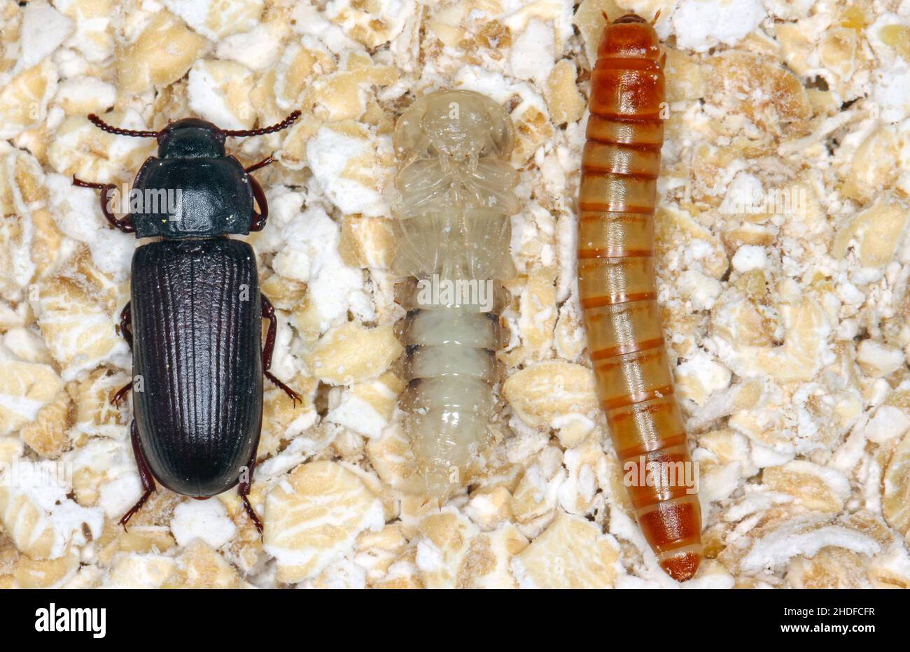 larva pupa and beetle of mealworm beetle Tenebrio molitor, a species of
